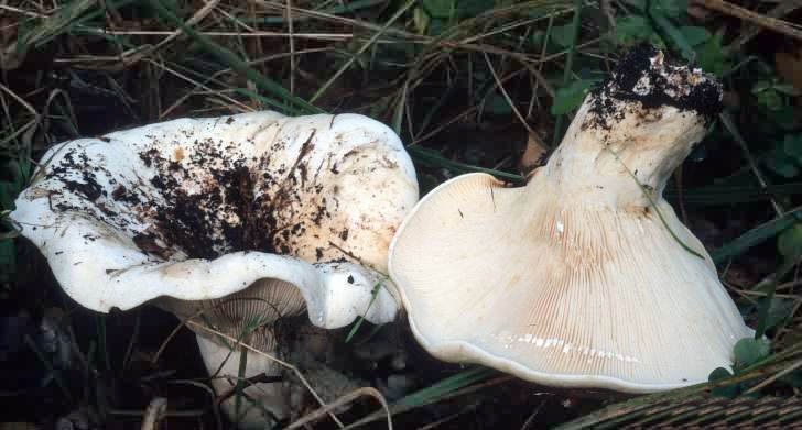 Скрипун осиновый (скрипица): описание и особенности произрастания гриба