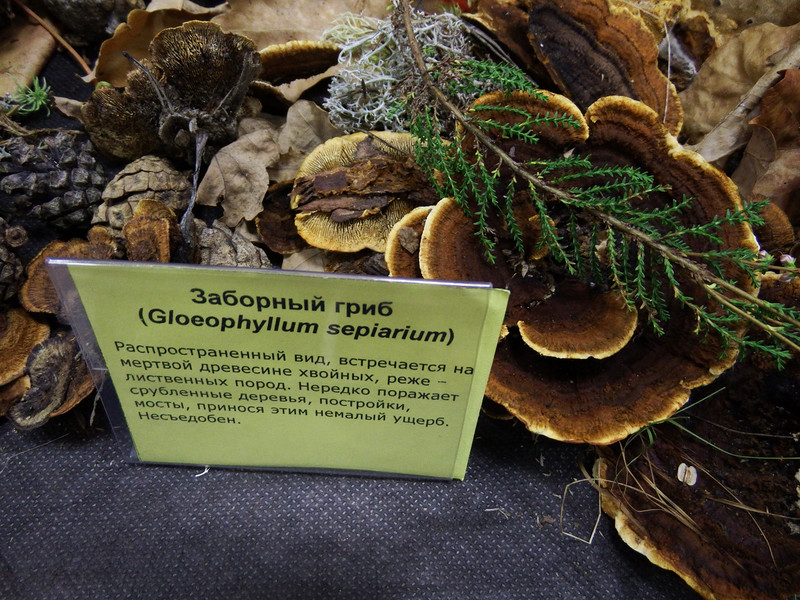 Глеофиллум бревенчатый (gloeophyllum trabeum) фото и описание