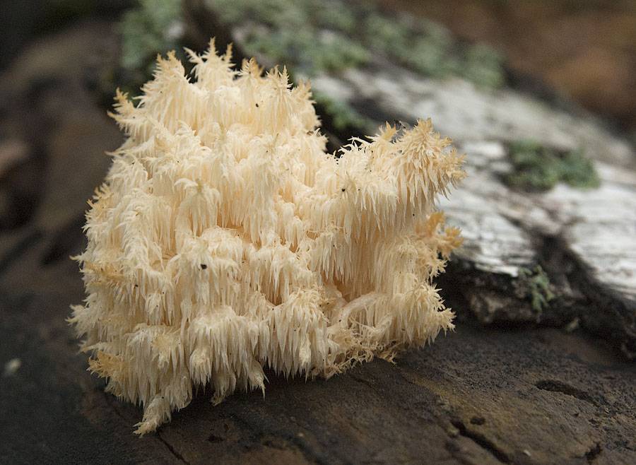 Как распознать и приготовить гриб гериций коралловидный?