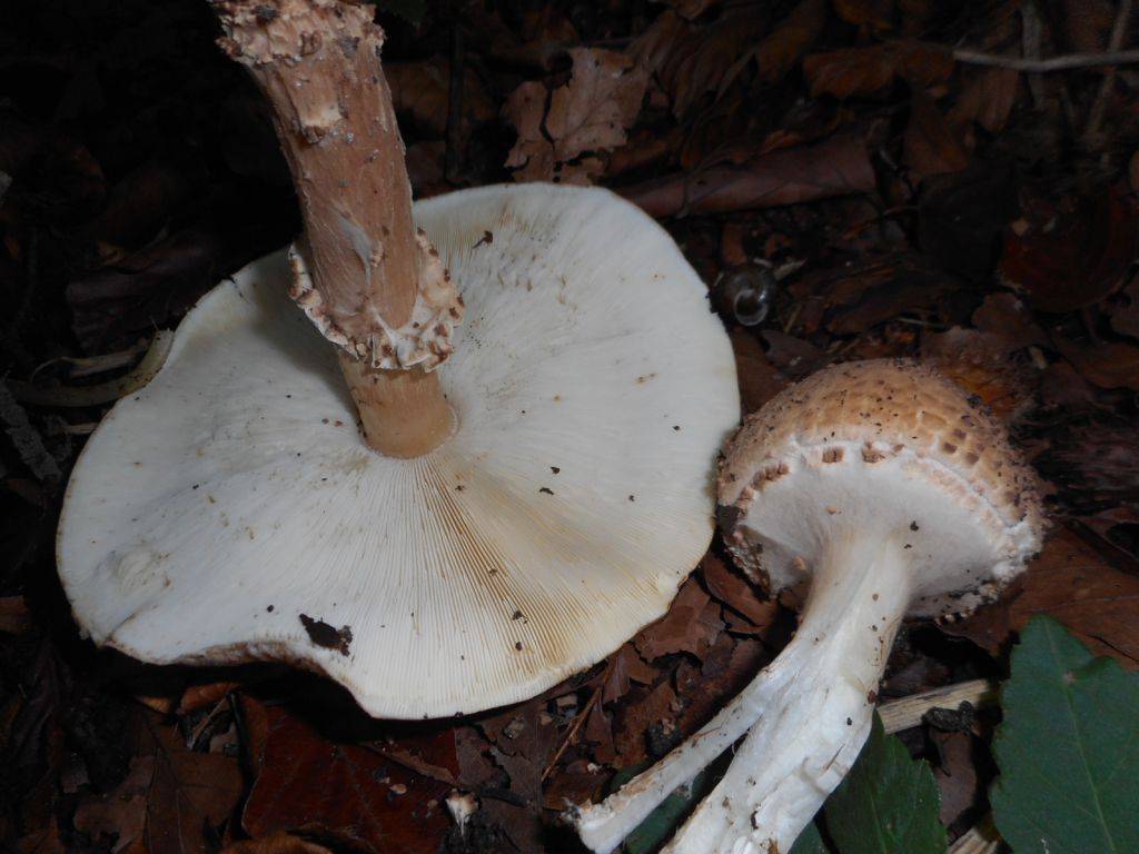 Ядовитые грибы казахстана и заилийского алатау