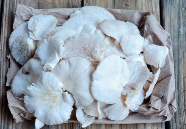 Как заморозить грибы вешенки на зиму без потери качества и полезных свойств
