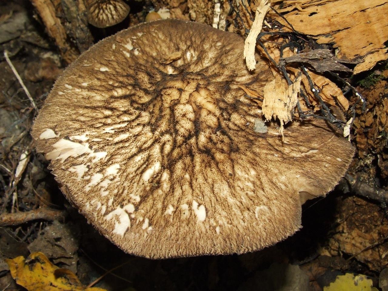 Плютей мелкоопушённый, коричневая форма (pluteus tomentosulus f. brunneus)