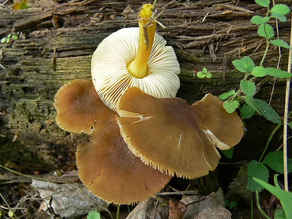 Плютей хонго (pluteus hongoi) – грибы сибири