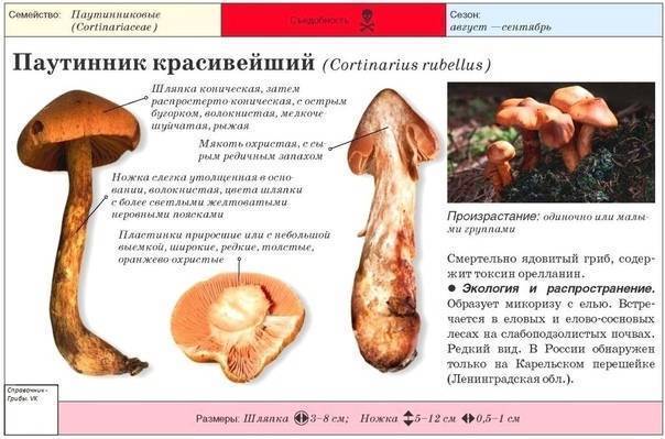 Паутинник съедобный (голубовато-опоясанный): фото и описание, съедобный или нет, как готовить