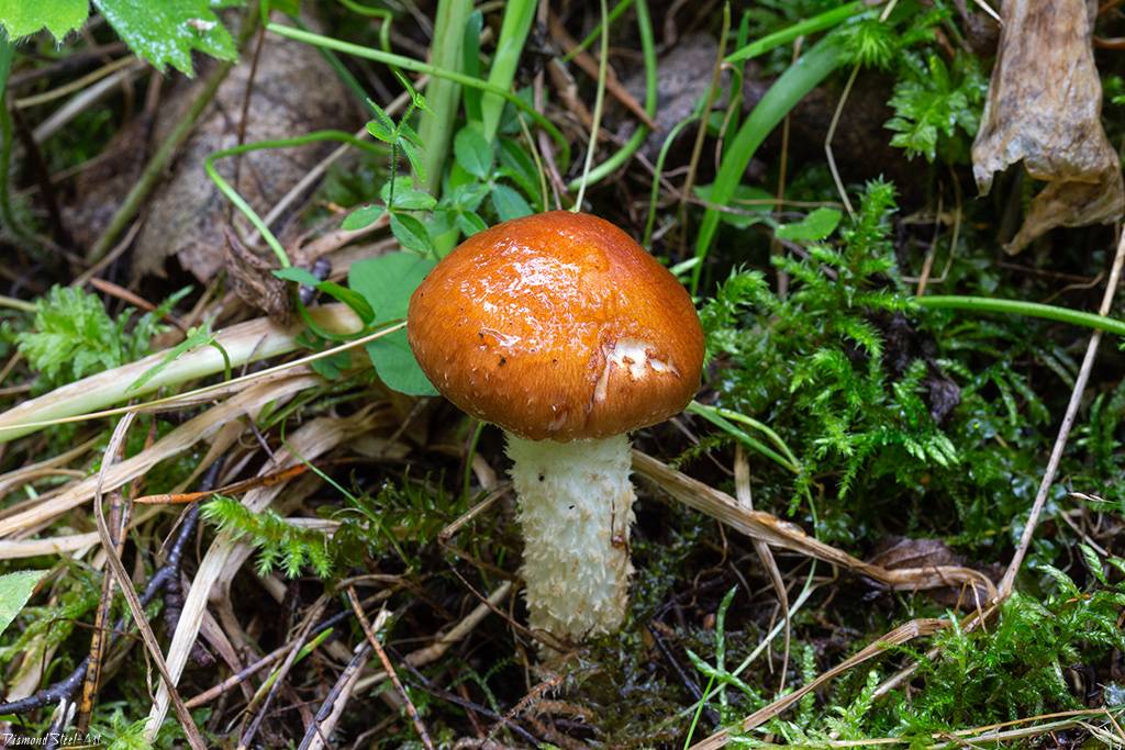 Слизистые грибы. Чешуйчатка слизистая Pholiota lubrica. Чешуйчатка сальная Pholiota adiposa. Слизистый гриб.