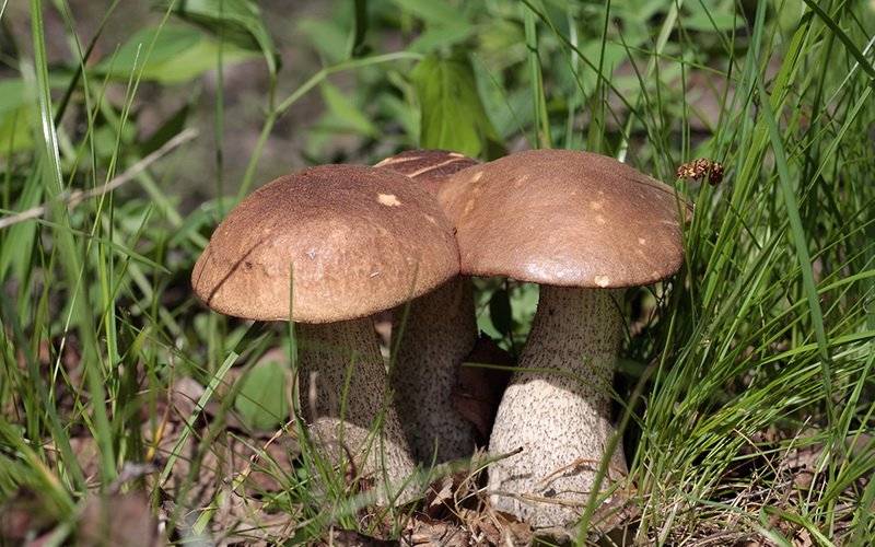Подберезовик — самое подробное описание с фото всех видов гриба и как он выглядит в березовом лесу
