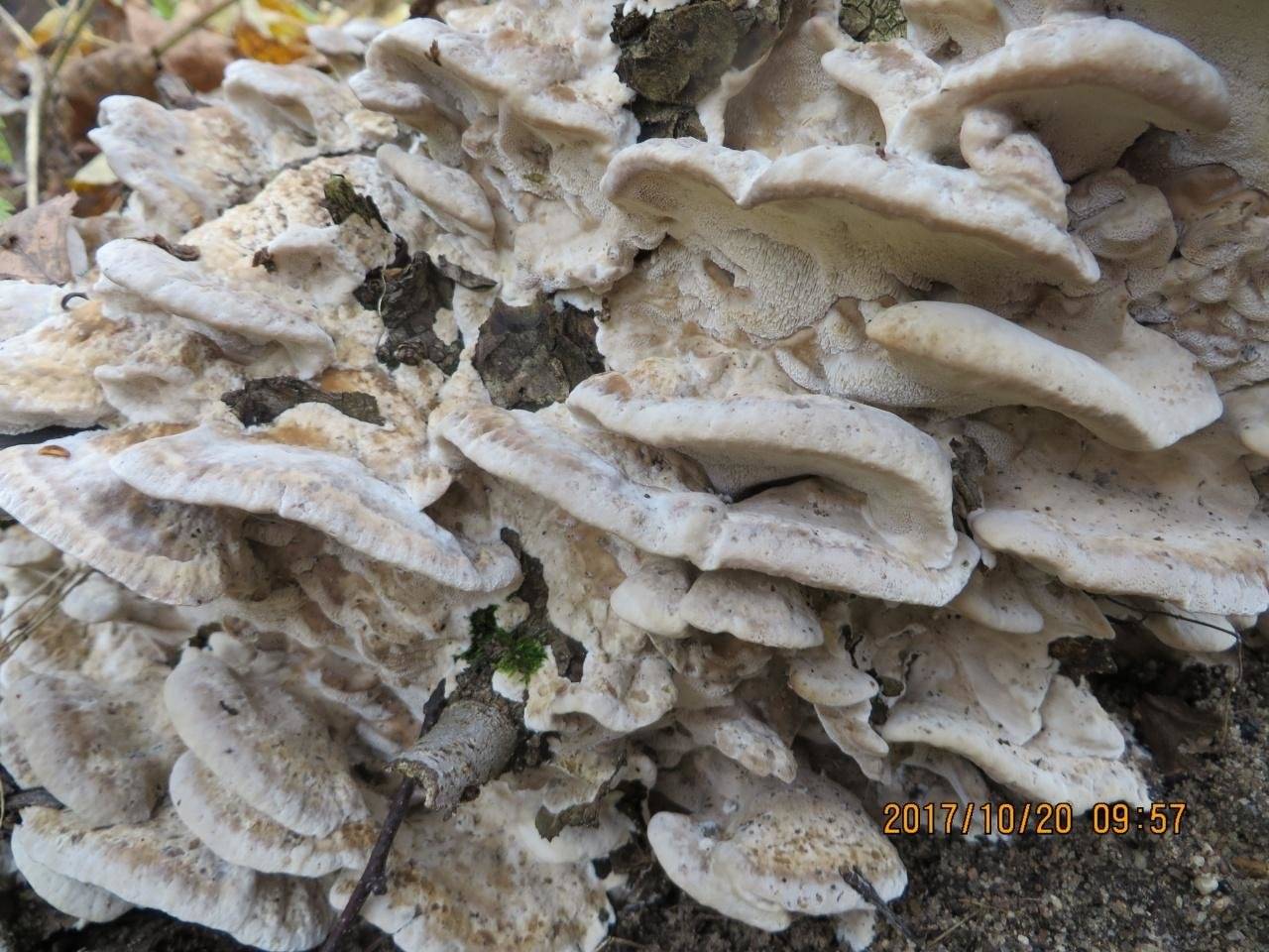 Бьеркандера дымчатая (трутовик дымчатый) (bjerkandera fumosa) – описание, где растет, фото гриба