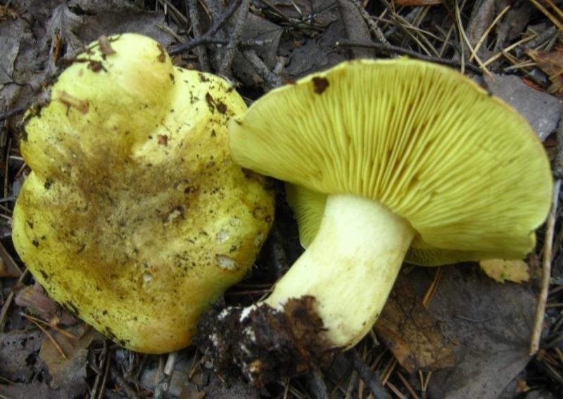 Гриб рядовка серно-желтая: фото и описание ложной рядовки, сходства и отличия от других грибов