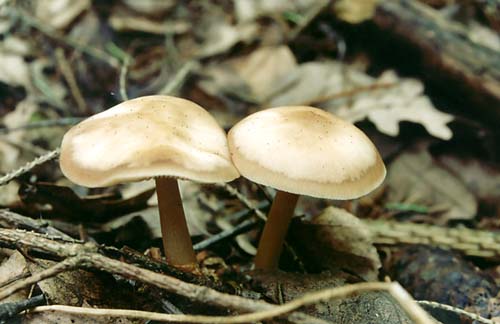 Коллибия лесолюбивая — описание, где растет, ядовитость гриба