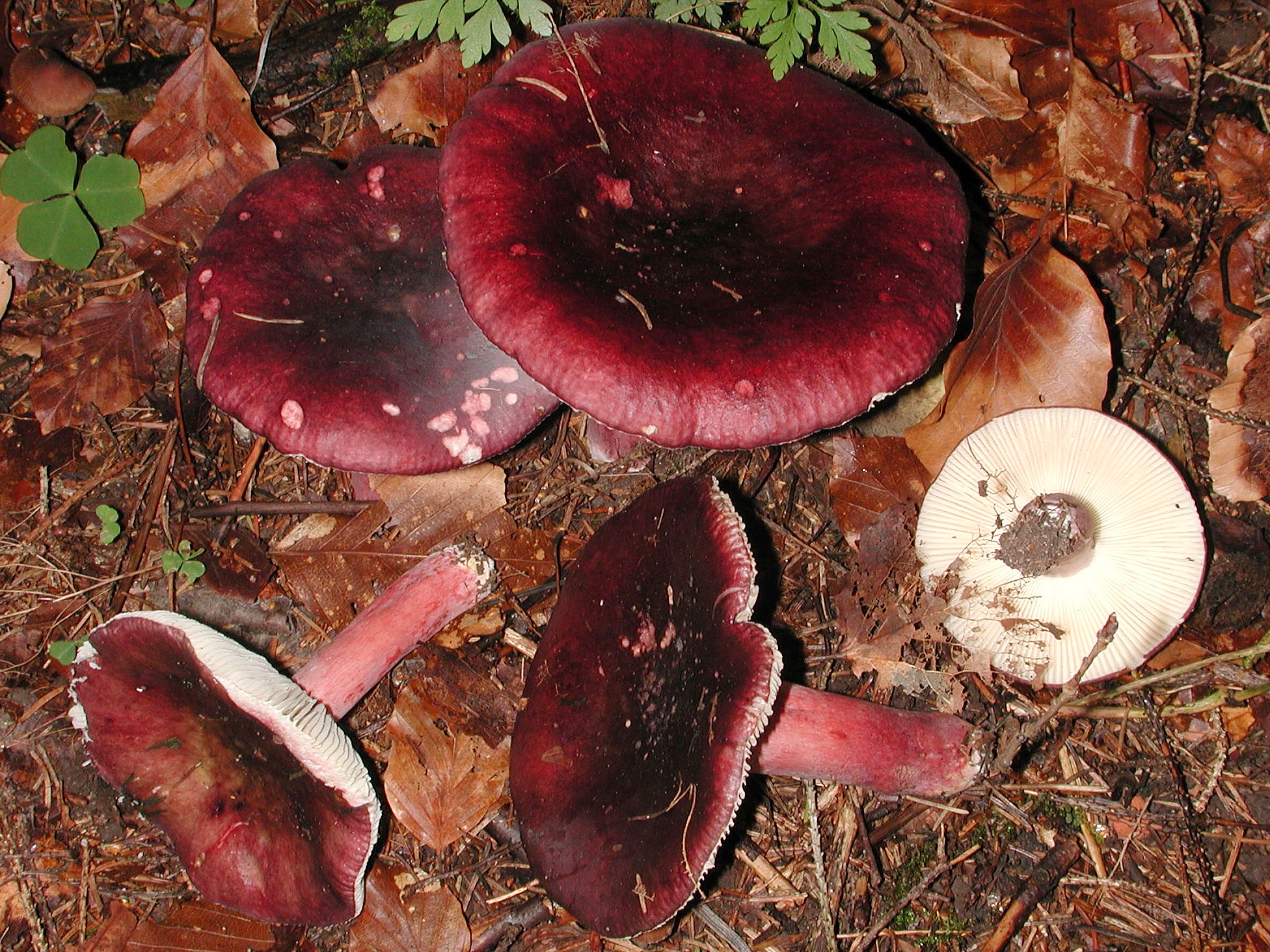 Какие грибы при варке становятся фиолетовыми, почему они стают такого цвета