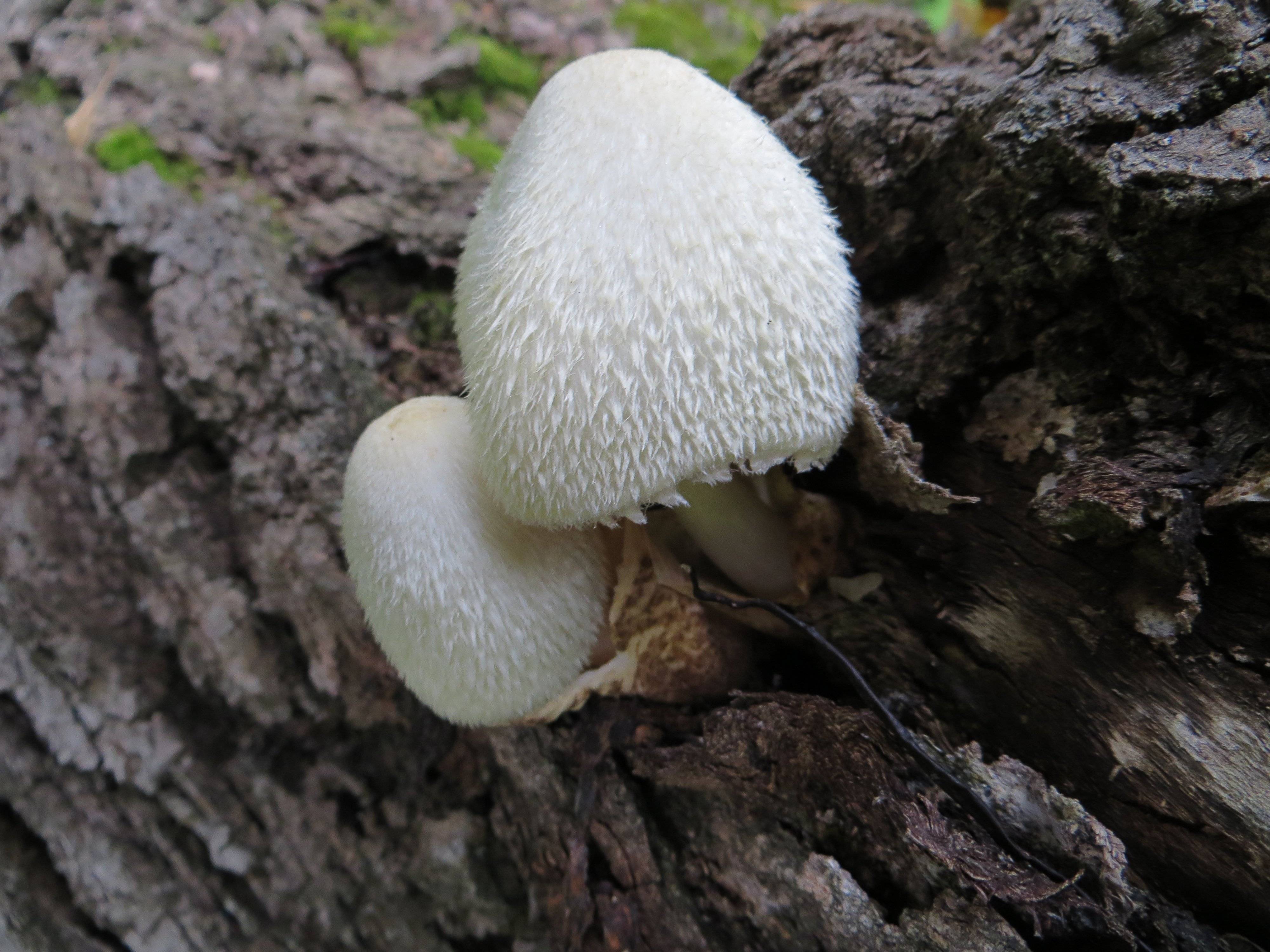 Вольвариелла слизистоголовая: описание гриба, фото
