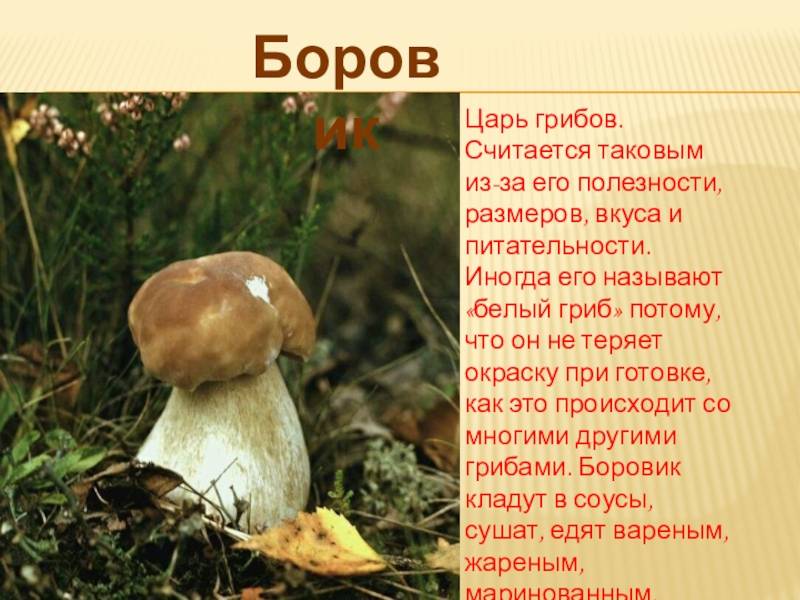 Белый гриб: описание, как выглядит, фото