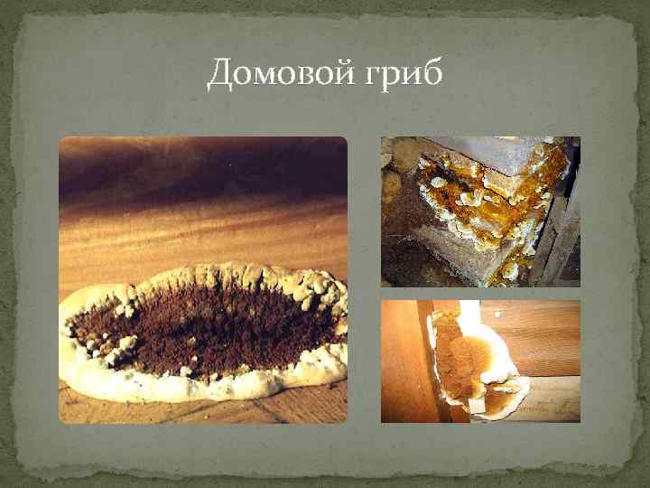 Домовый гриб что это такое, борьба с домовыми грибами