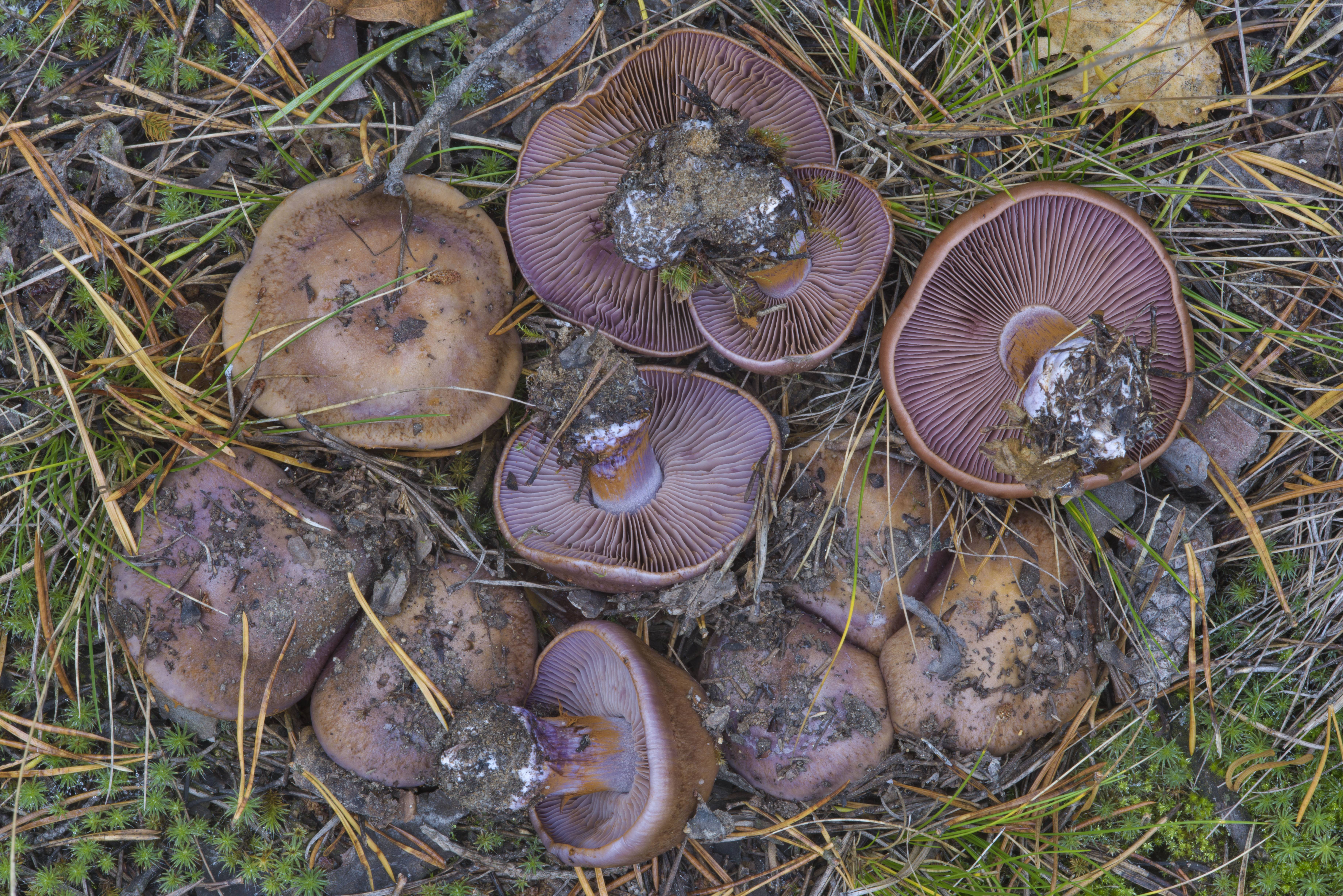 Паутинник фиолетовый - фото и описание съедобного гриба из красной книги, где растет и как готовить