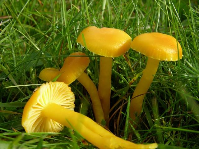 Hygrocybe ceracea, butter waxcap mushroom