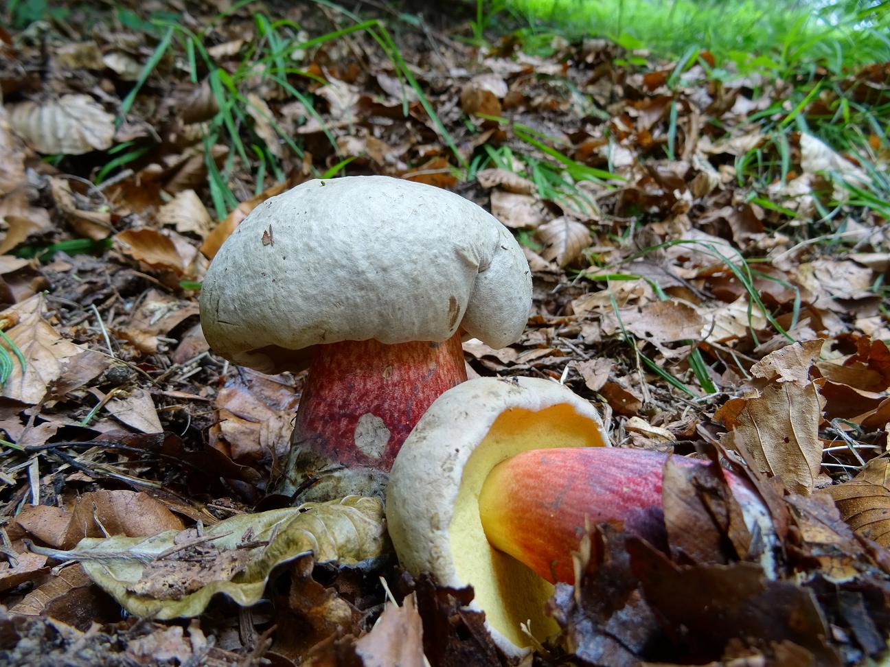 Боровик королевский – гриб фото и описание