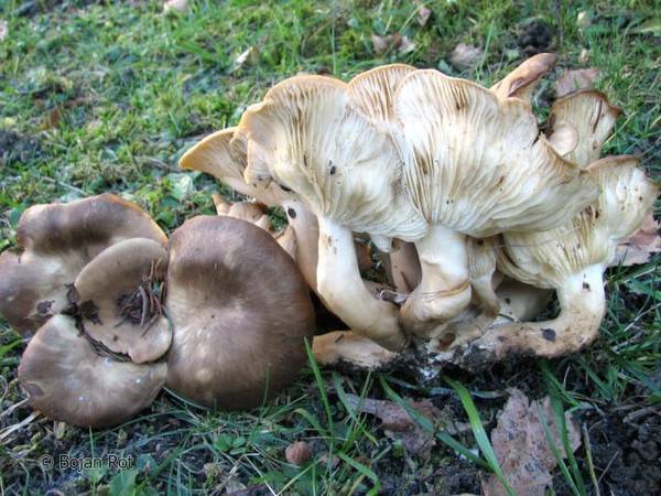 Строчок обыкновенный (gyromitra esculenta): фото, описание, признаки отравления и интересные факты о грибе