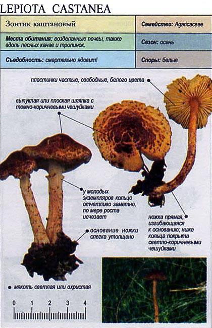 Львиная грива гриб: где произрастает, ее опасные и полезные свойства