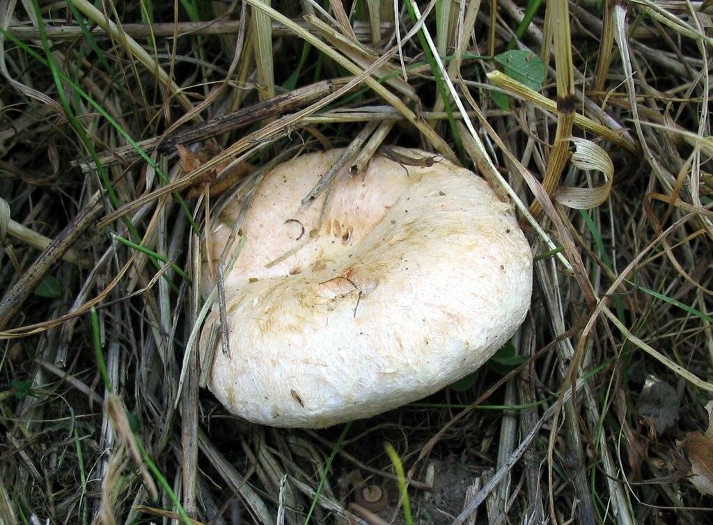Как выглядят грибы белянки фото и описание. гриб белянка или волнушка белая
