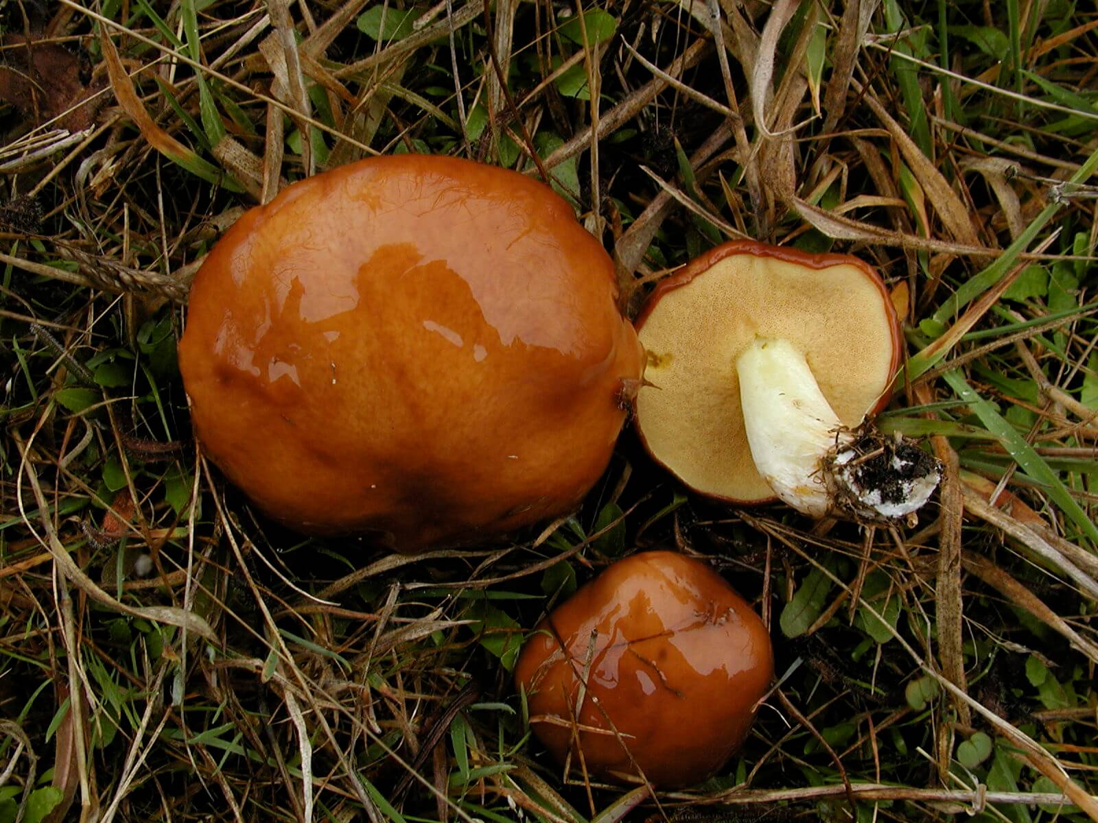 Масленок ложный фото и описание гриба: отличительные признаки, применение
