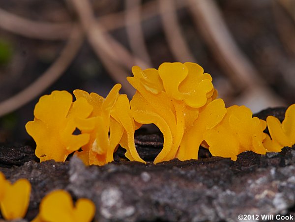 Dacrymyces chrysospermus, orange jelly spot fungus