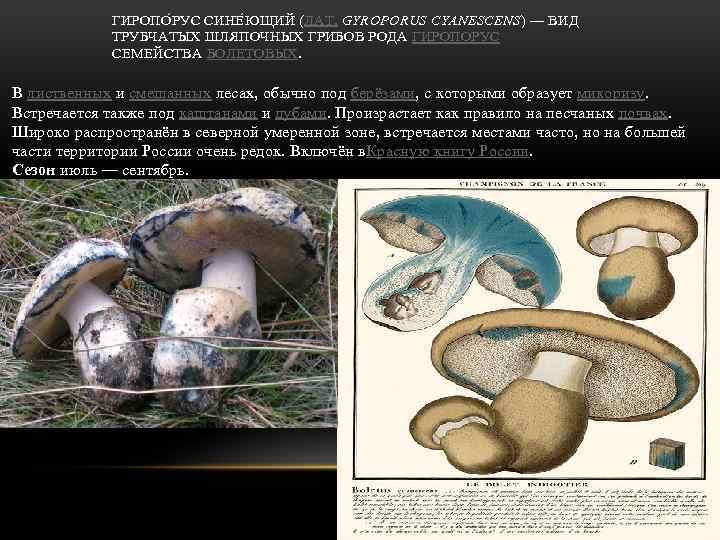 Род: Gyroporus (Гиропорус)