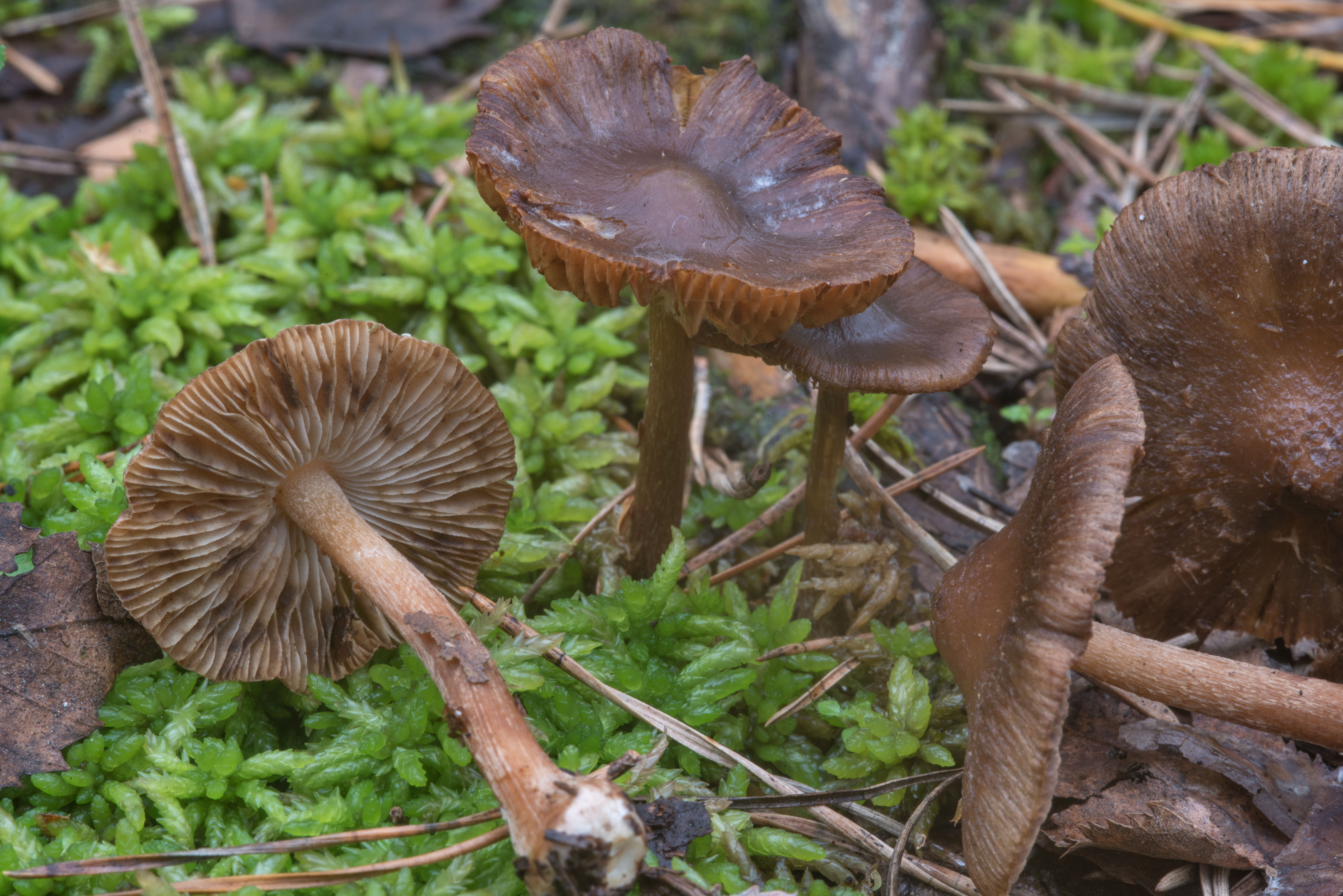 Волоконница - виды и фото гриба, последствия применения | ядовитые грибы
