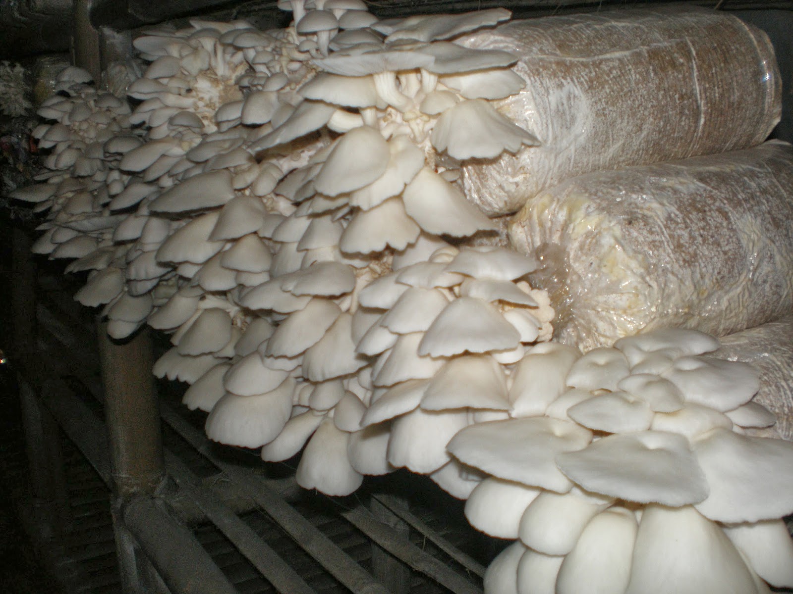 Как вырастить свои грибы из магазинных вешенок