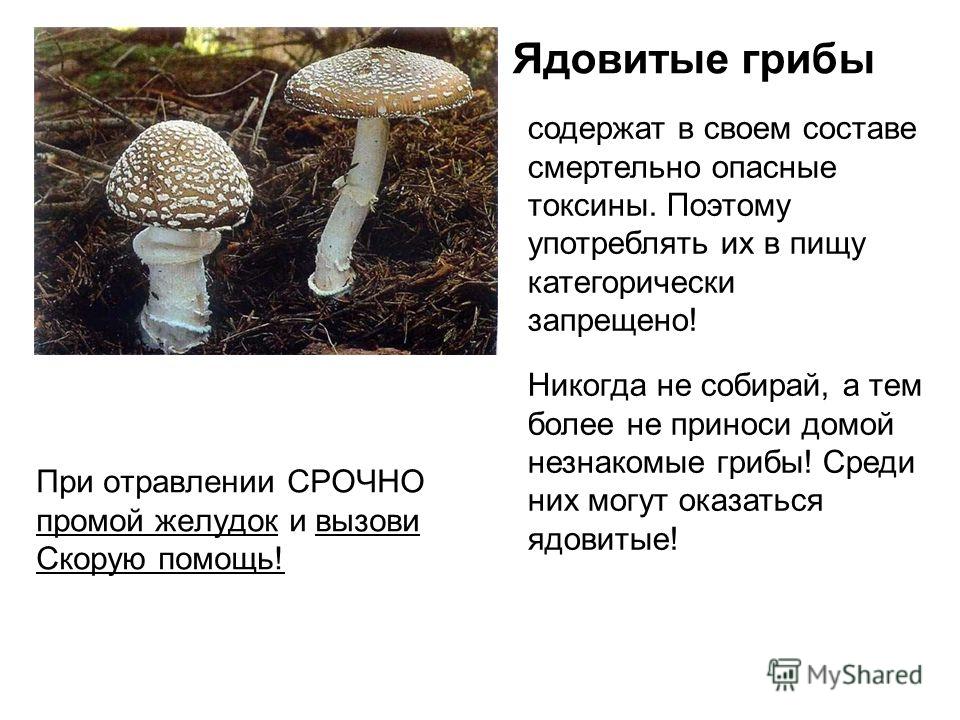 Бледная поганка — как распознать, отличия от съедобных грибов, признаки отравления (77 фото + видео)
