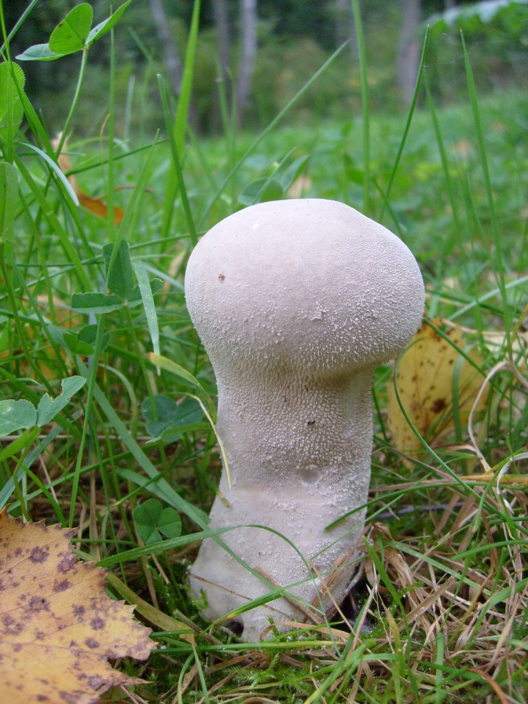 Где произрастает гриб головач и можно ли употреблять его в пищу? - proufu.com