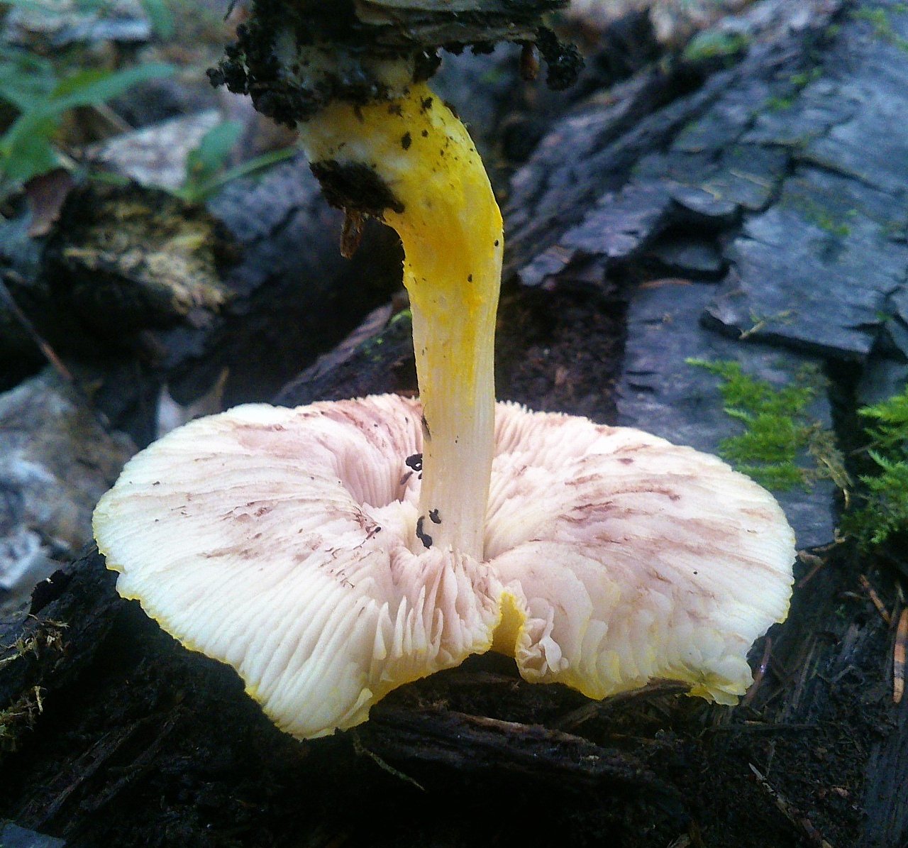 Плютей грязноножковый (pluteus podospileus) – грибы сибири