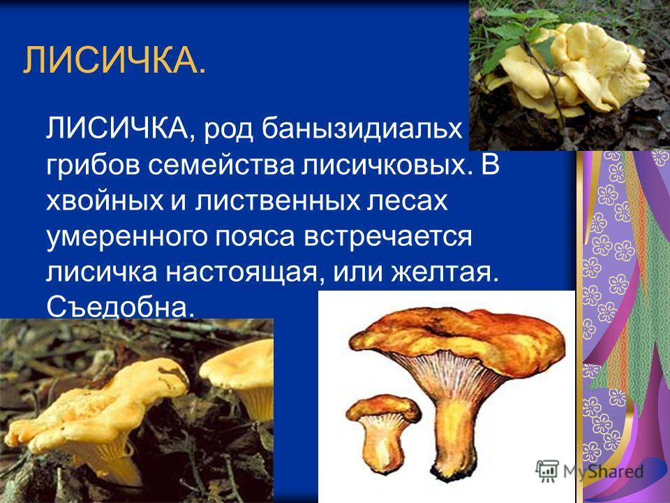 Лисичка желтеющая (craterellus lutescens): фото, описание и как готовить этот гриб
