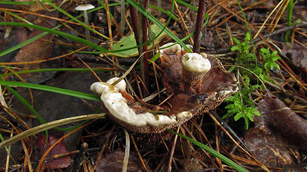 Гиднеллум пека — описание, где растет, ядовитость гриба