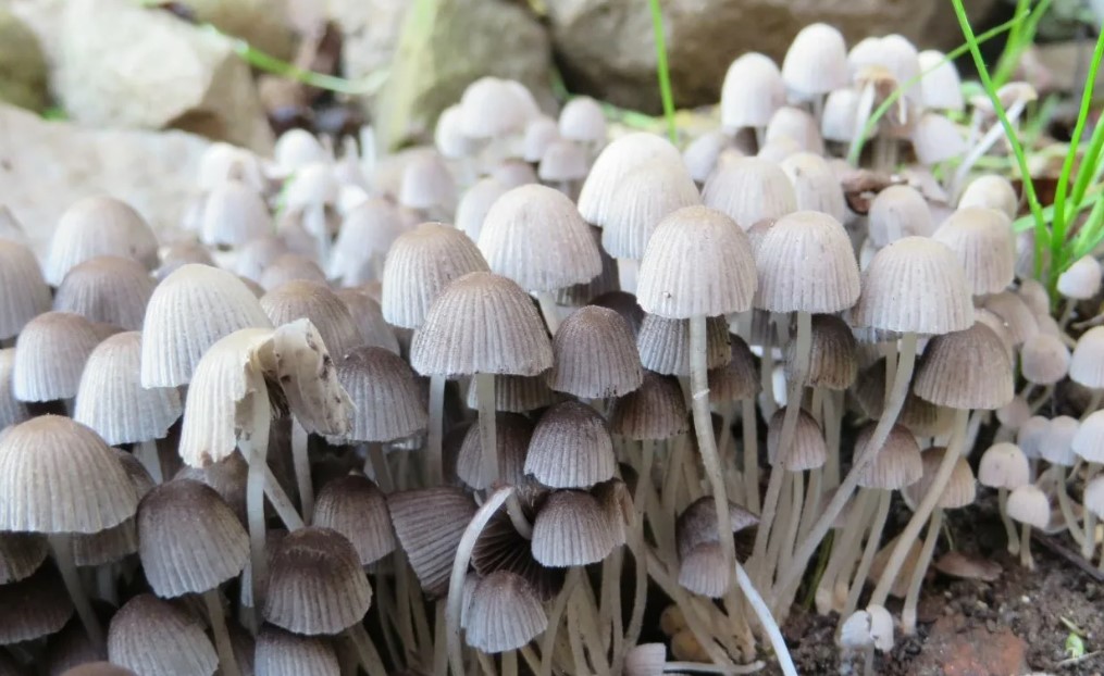 Гриб-навозник (копринус): фото и описание, особенности приготовления, съедобный или нет, выращивание гриба-навозника