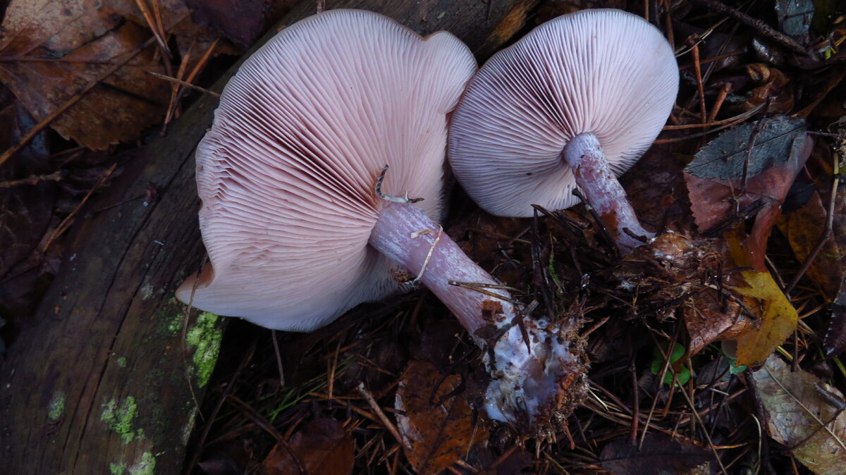 Рядовка фиолетовая – прекрасный позднеосенний гриб