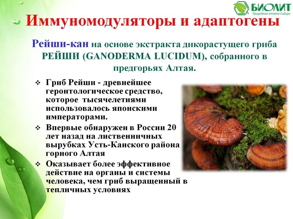 Полезные свойств гриба рейши, состав, применение в лечении и противопоказания
