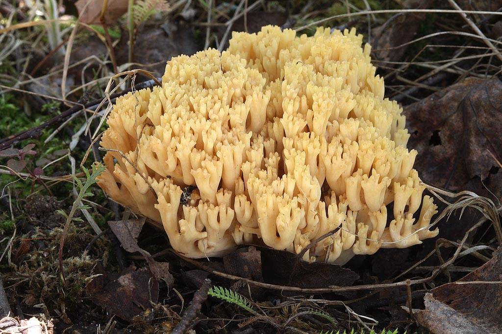 Оранжевые грибы: разновидности, описание и фото