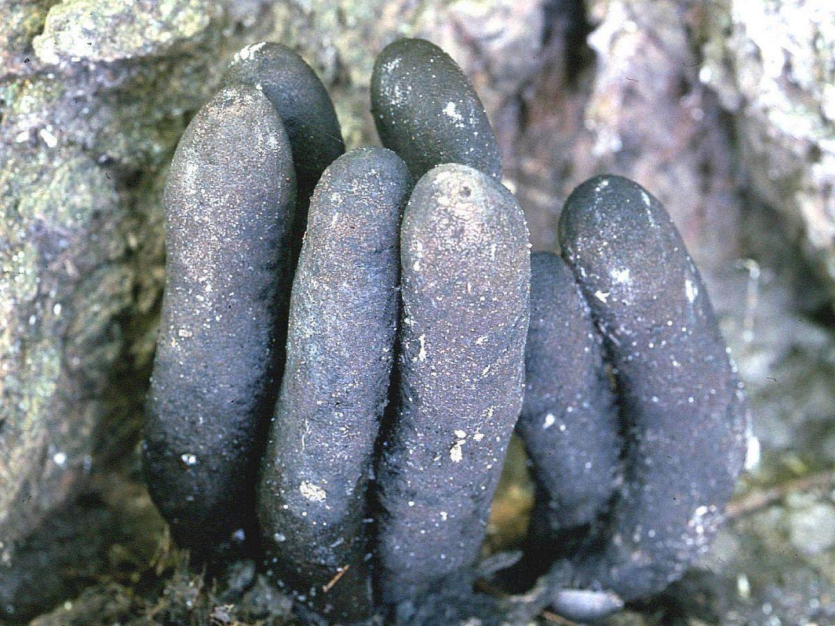 Пальцы дьявола или антурус арчера самый жуткий съедобный гриб в мире
