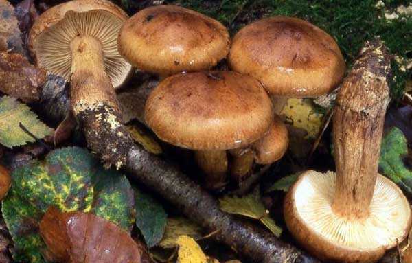 Рядовка жёлто-бурая (tricholoma fulvum) – грибы сибири