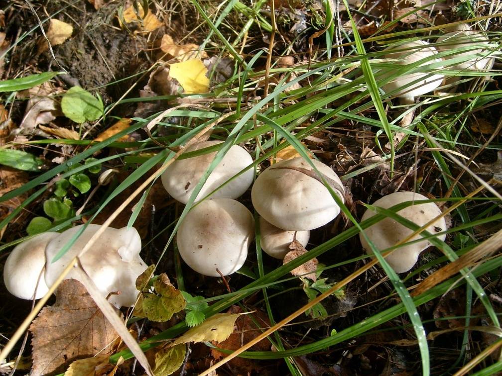 Рядовка фиалковая (lepista irina) или леписта фиалковая: фото, описание и как приготовить гриб