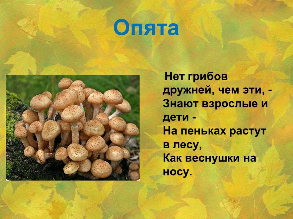 Сочинение на тему красота грибов. Опята для презентации. Опята доклад. Презентация грибы для дошкольников. Доклад про грибы опята.