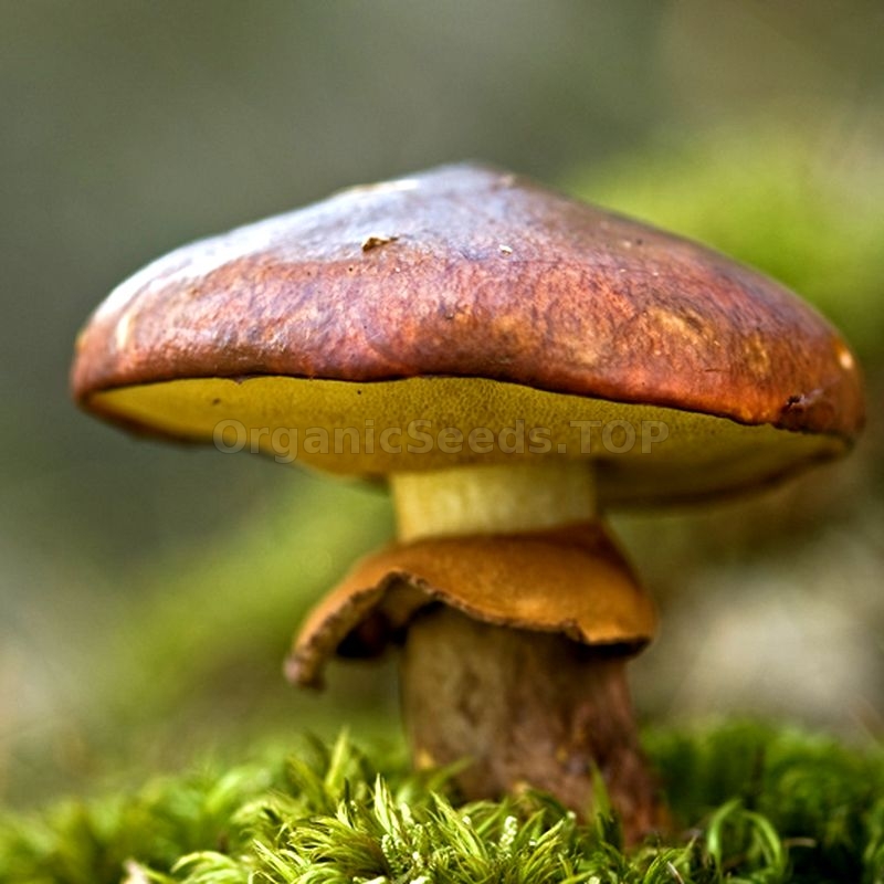 Фото масленка. Гриб Suillus luteus. Масленок Suillus luteus. Маслёнок обыкновенный грибы. Маслёнок настоящий Suillus luteus.