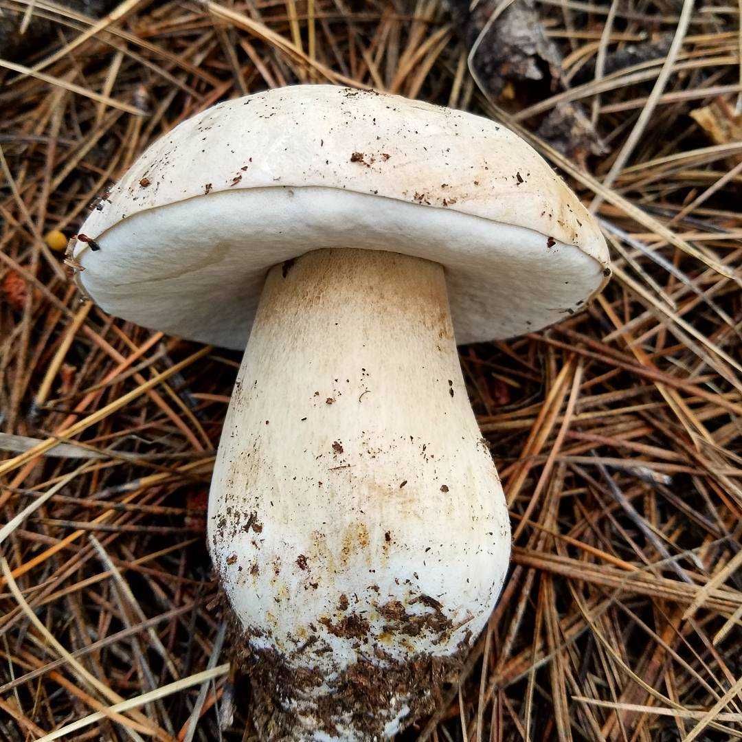 Уникальный и неповторимый желтый боровик – гриб королевских кровей