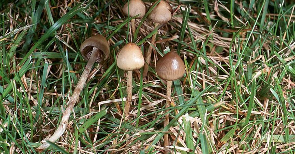 Псилоцибиновый гриб – опасный наркотик или добрый друг?