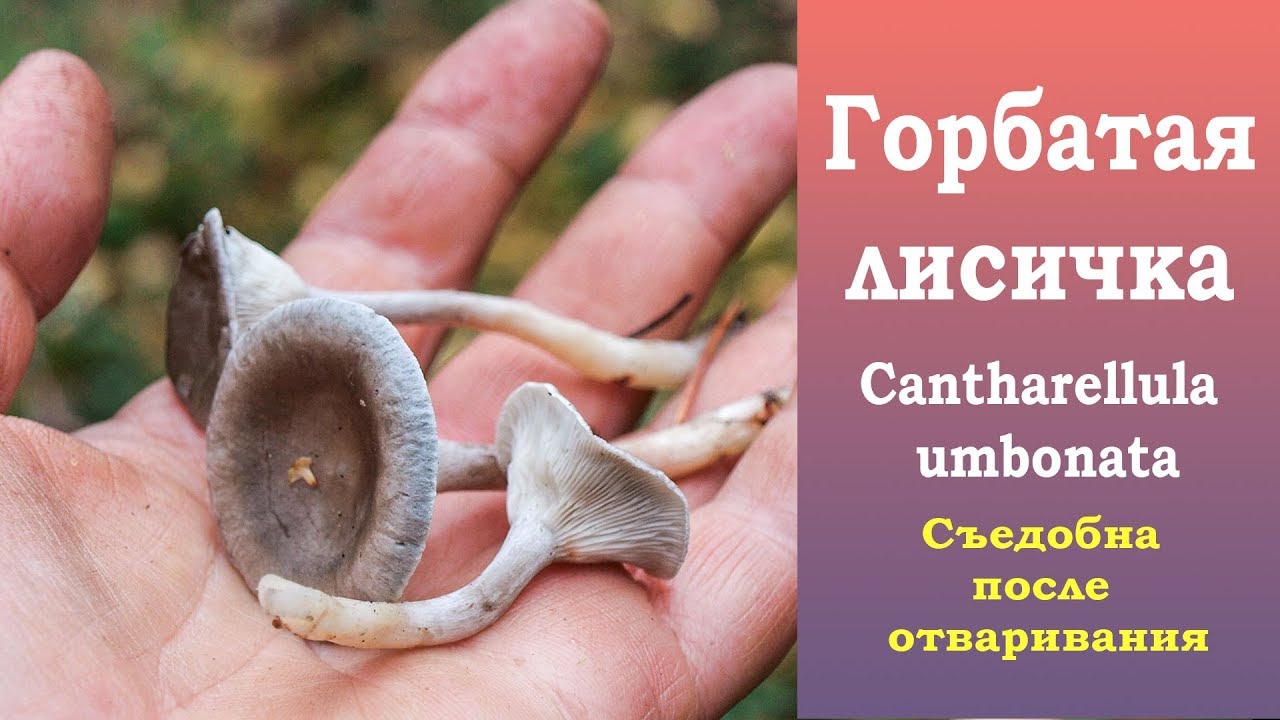 Cantharellula umbonata -cantharellula umbonata
