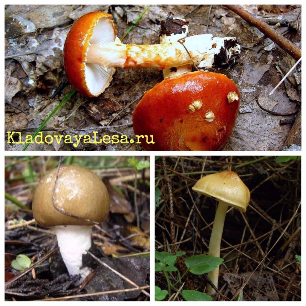 Лимацелла клейкая — редкий гриб со слизистой поверхностью | огородники