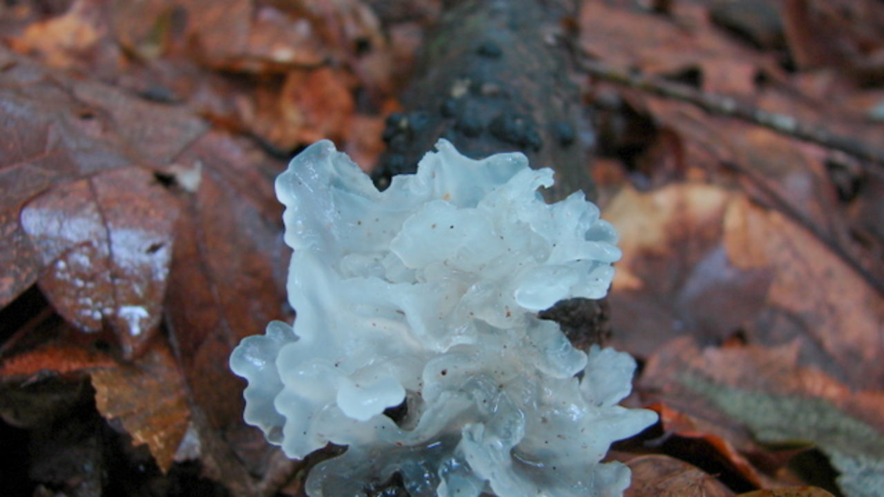Ледяной гриб: что это, польза и вред, фото, калорийность