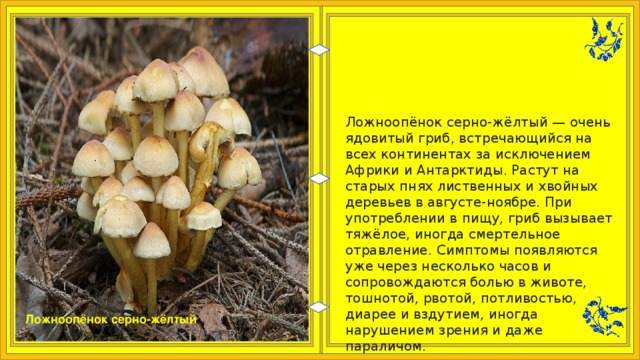 Ложноопенок серно-желтый - ядовитый гриб или нет, описание с фото.