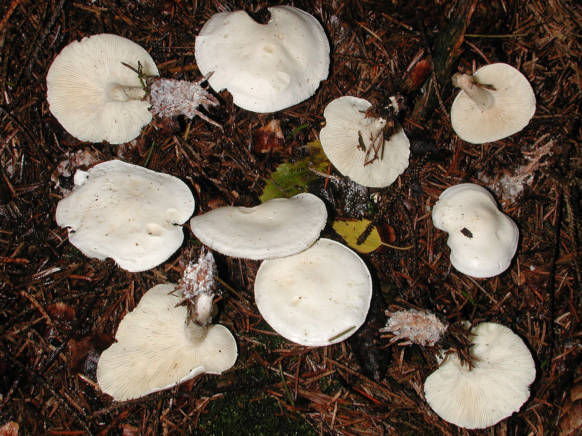 Белосвинуха горечавковая: фото и описание гриба — викигриб
