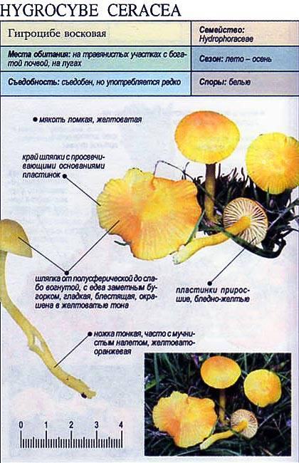Гигроцибе желто-зеленая – очень яркий грибок